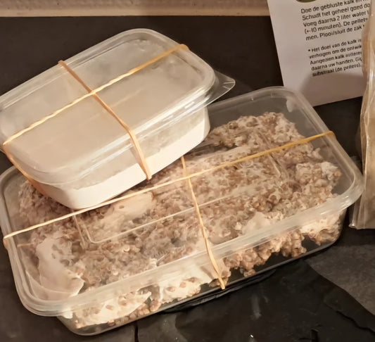 Grijze oesterzwam broed [200 gram]
